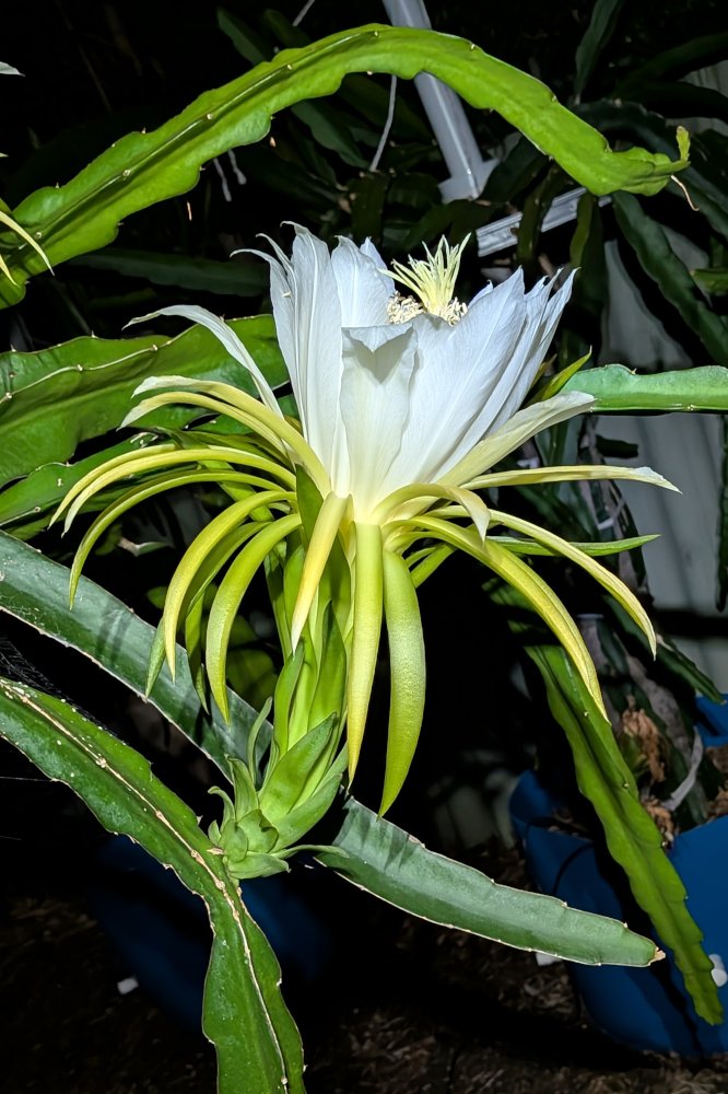 Day Flower